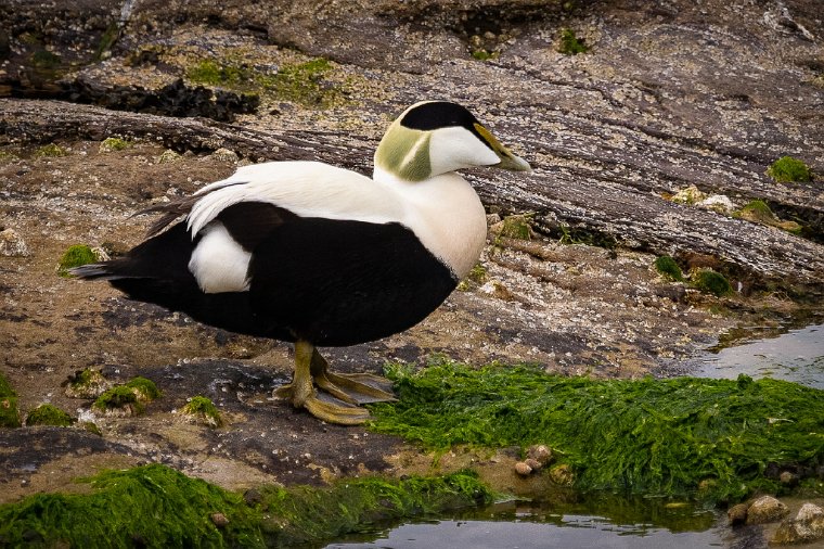 019 Farne eilanden, eidereend.jpg